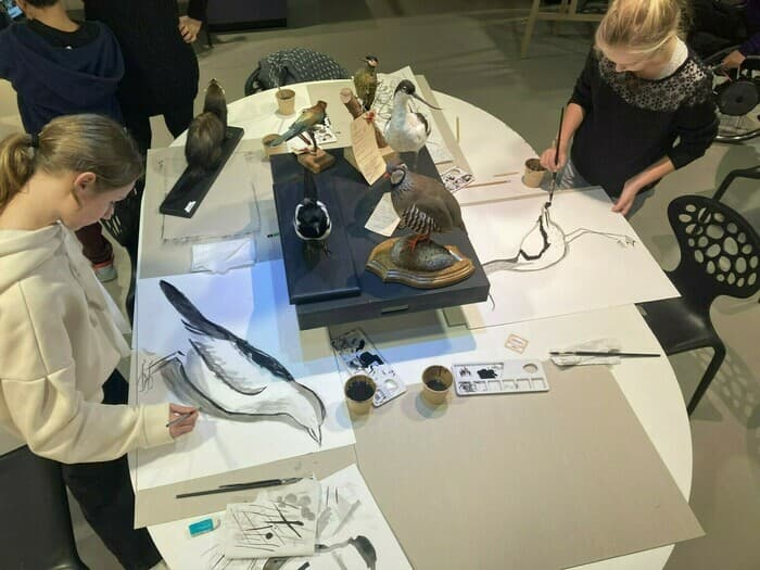 Atelier de dessin naturaliste au Muséum de Toulouse